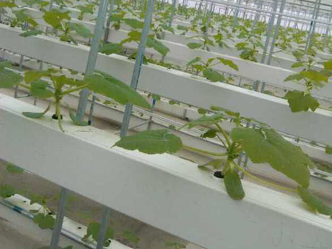 水培植物槽應(yīng)用