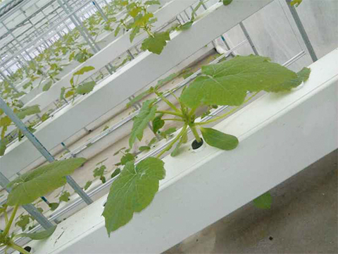 水培植物槽應(yīng)用